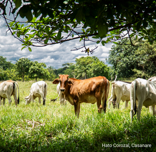 Imagen de HATO COROZAL